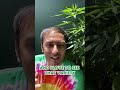 Seeds vs Clones |#plants