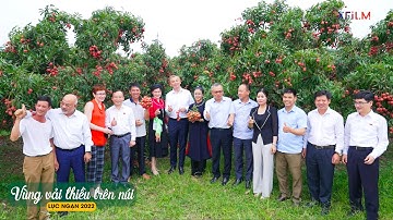 Lục Ngạn I Ghé vườn vải sai trĩu, đón hàng ngàn du khách trong nước và Quốc Tế mỗi tuần