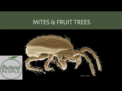 Wideo: Blister Mite Pests – Jak zwalczać pęcherzowe roztocza na drzewach owocowych