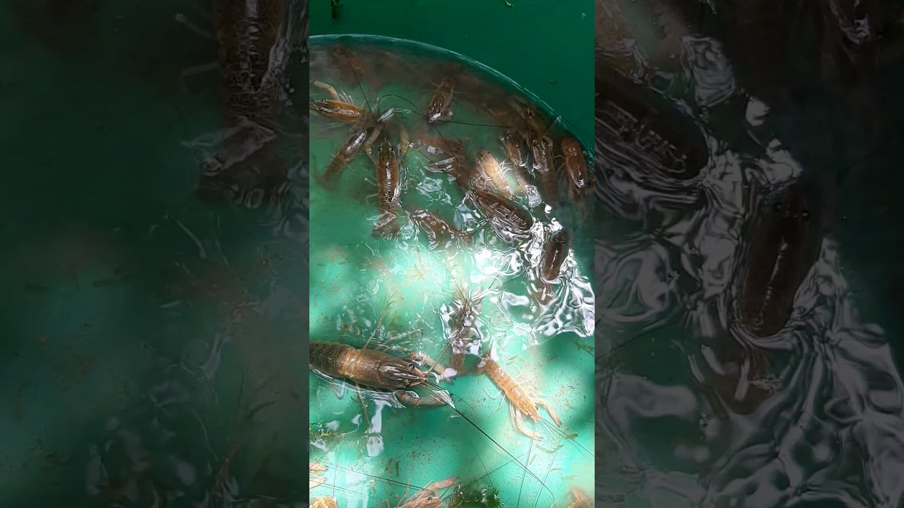 My crawfish farm