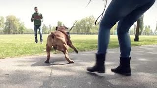 Come rieducare un cane aggressivo Il caso di Duke
