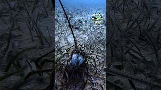 Opportunistic feeders #spinylobster #diverlife #bahamas #followformore #wildlife #fishing #spearo