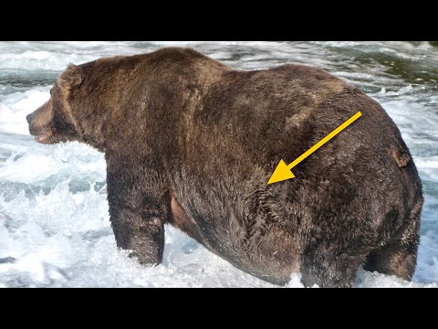 Wideo: Kodiak to największy niedźwiedź na świecie