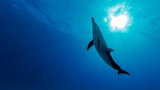 Astronauts of Love - the Beauty of free diving with wild dolphins!