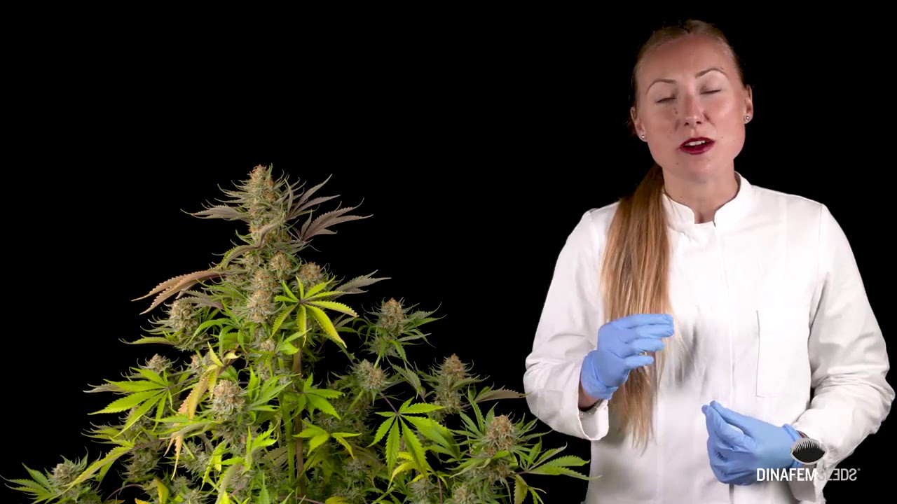 Sweet Deep Grapefruit (Dinafem): cogollos