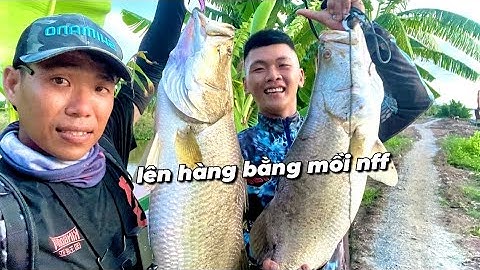Câu cá chẽm bể bằng mồi mềm NFF