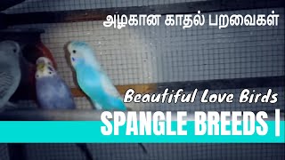 Spangle Breeds | Beautiful Singly Color #lovebirds #spanglebudgies #spangle #budgies by PETs LIKERS 12,242 views 7 years ago 1 minute, 10 seconds