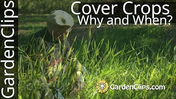 Cover Crops: The BEST Varieties, When & Why to Plant Them!