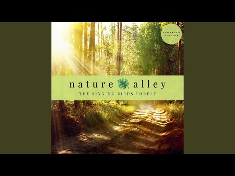 Watch Шум Леса И Пение Птиц (Loopable) on YouTube