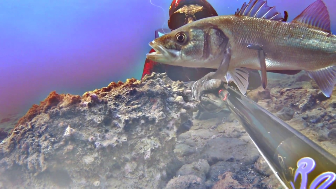 Spearfishing Greece All for L. lavrax YouTube