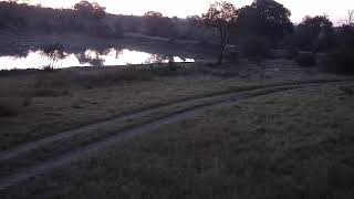 Djuma Private Game Reserve Live Stream