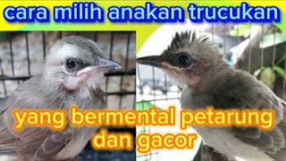 cara memilih anakan burung trucukan yang bagus #vidioburung