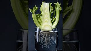The Secret Life of Celery: 30 Days in 5 Seconds! 🌱 (Cousiosity paida karta hai)timelapse #satisfying