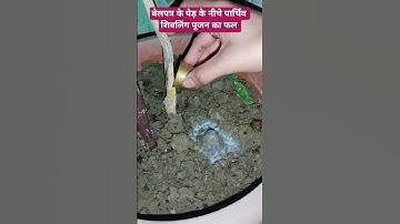 बेलपत्र के पेड़ के नीचे पार्थिव शिवलिंग पूजन का फल 🔱 plz subscribe🔱#pradeepmishraji #shiv​​​#katha​​