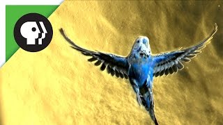 Amazing Parakeet Facts