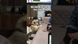 She barked first time #adorableanimals #goldenretriever #pets #adorably #puppy #happypuppy