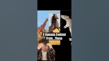 If Humans Evolved from Other Animals #animals #shorts #art  #specevo