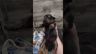 nikita and her 13 puppies please like and subscribe and check out my other videos and shorts #viral