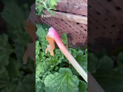 Video: Rhubarb Toxum Kolleksiyası: Rhubarb Bitkilərindən Toxumları nə vaxt yığmaq lazımdır