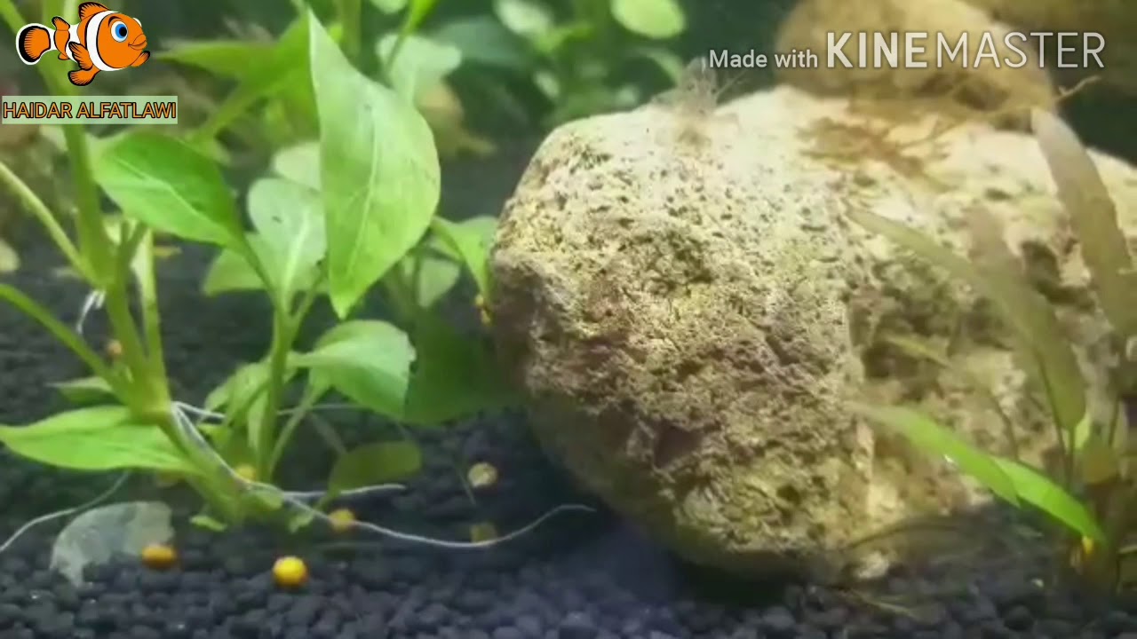 الاسم العربي روبيان المياه العذبة الاسم العلمى Caridina serrata