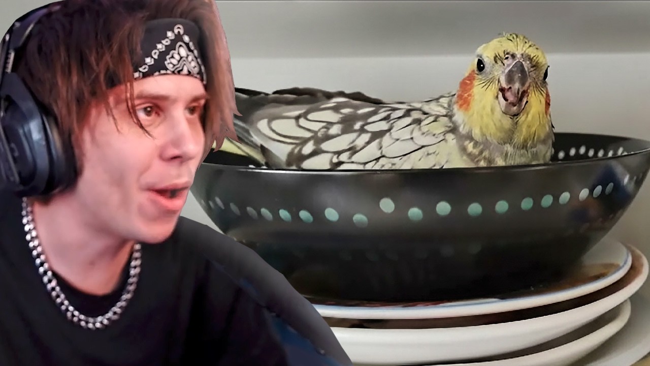 RUBIUS REACCIONA A MASCOTAS DE SUBS #2