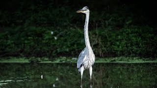 Garza Mora en la Reserva Parque Natural de la Ciudad