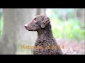Working CURLY COATED RETRIEVER www.af-fotovideo.de の動画、YouTube動画。