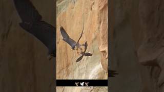 Dove ?️ Attacked By Peregrine falcon ? ? falcon pigeon kabutar