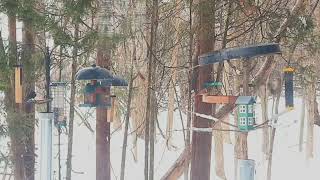 Funny Squirrels Tail And Bird Activity