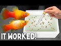 Breeding Platy Fish - Babies in 22 Days!