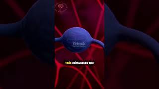 Download Lagu HPA Axis Explained: The Key to Managing Stress and Health,  Impact of Dysfunctional HPA Axis MP3 Download Lagu HPA Axis Explained: The Key to Managing Stress and Health,  Impact of Dysfunctional HPA Axis MP3