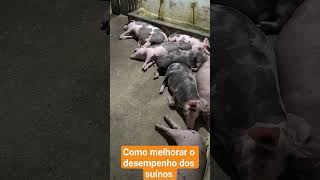como melhorar o desempenho dos suínos.#suinocultura #criação