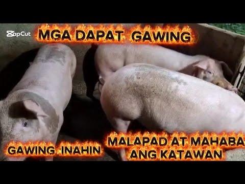 # Mga dapat gawing inahin