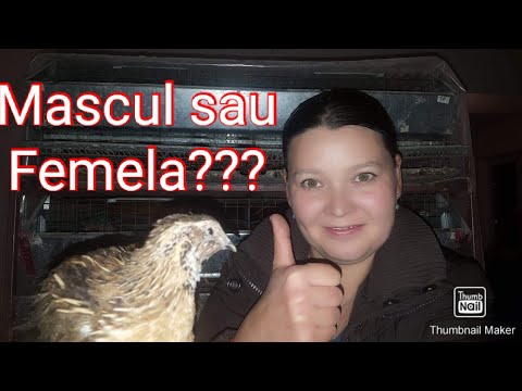 Video: Cum Să Distingem Masculul De Prepelița Feminină