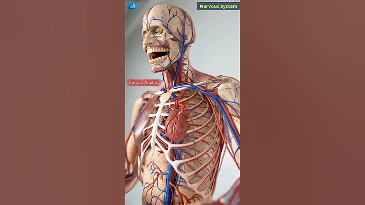 Human Nervous System | Bio AI Art | 02