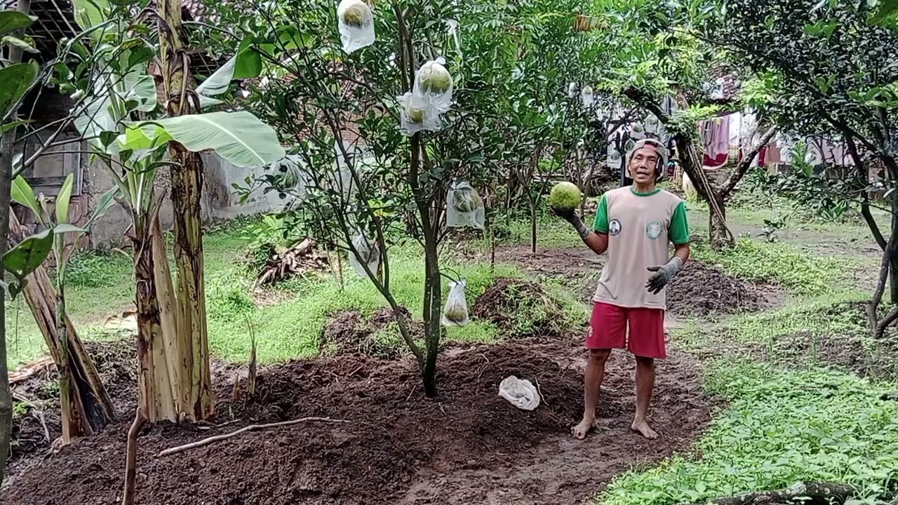 Siap Panen Jeruk Adasduku. 