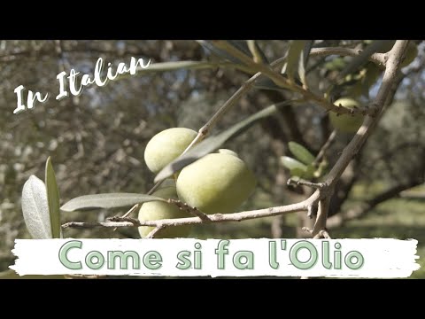 Video: Cosa ha di speciale l'olio extravergine di oliva?