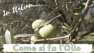 Come si fa l'Olio Extravergine d'Oliva (IN ITALIANO)