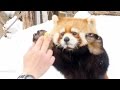【レッサーパンダ】リンゴリンゴとリンゴのおギン Red Panda GIN at Maruyama Zoo