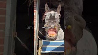 He said: 😬 😬 😬 #kentuckyderby #goodmorning #smile #pony