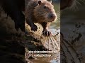 El secreto en sus patas (Membranas)