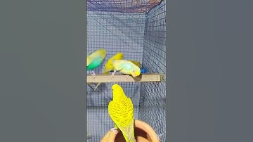 🦜bajari Birds Colony🕊️🌹❤️#bird #budgie #parrot #trending #viral #love #shorts #short #video #india