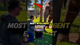 The Smartest Elephant In The World 🐘#shorts