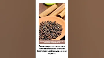 Как растёт черный перец? #short#shorts