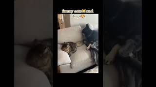 Funny Cat And Dog