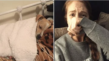 How do you tell if your dog is having a nightmare or a dream?
