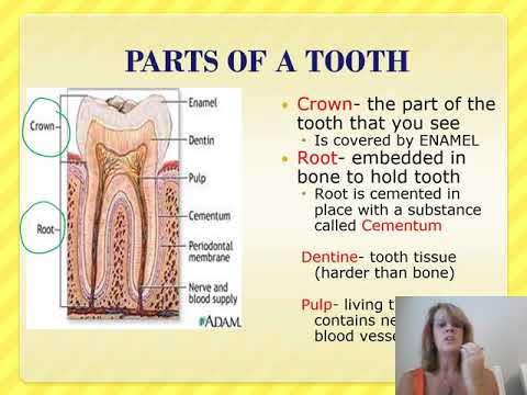 Digestive System Part 2-High School anatomy - YouTube