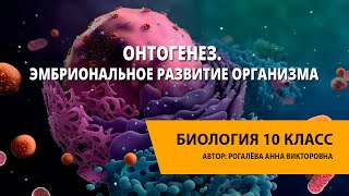 Онтогенез. Эмбриональное развитие организма