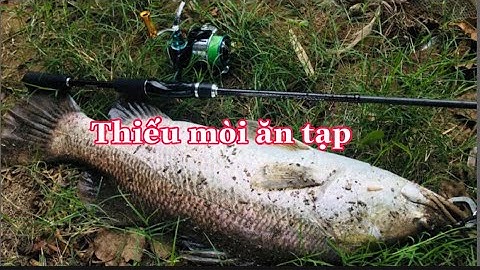 Câu Cá Chẽm Lure Cá Chẽm Bằng Mồi Giả  Megabarra | Phát Hiện Điểm Câu Cá Chẽm Lâu Năm, Lên Cá Khủng.