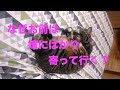 ♯1【猫のほのぼのする話】俺が結婚してから、おまえは嫁さんにばかり寄って行く、、、